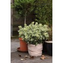 Protection Pot Toison 0,5x6m 50g/m2, beige