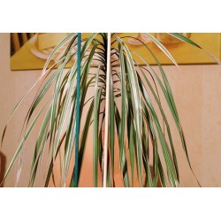 Tuteur 10er Set 50 cm natur CircumPRO
