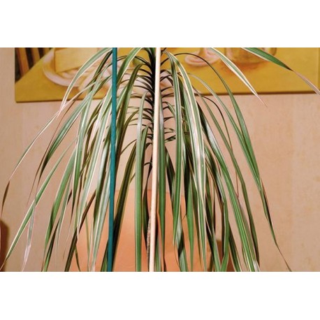 Tuteur 10er Set 50 cm natur CircumPRO