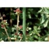 Tuteur vert 1800/16mm Acier CircumPRO (Par 25)