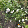 Support plante 50 cm vert (Par 10)